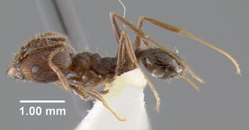 Media type: image;   Entomology 9136 Aspect: habitus lateral view